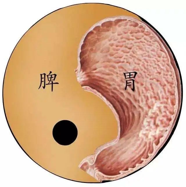 Understanding the Classification of Body Constitution in TCM: What Does Regulating Body Constitution Mean?