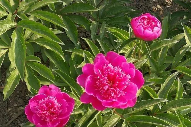 The Efficacy and Functions of Bai Shao (White Peony) in Traditional Chinese Medicine