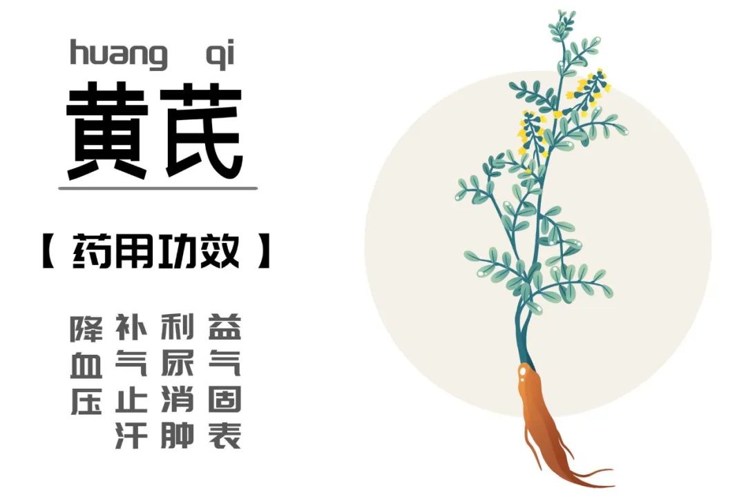 The Essentials of Astragalus (Huang Qi) for Qi Supplementation