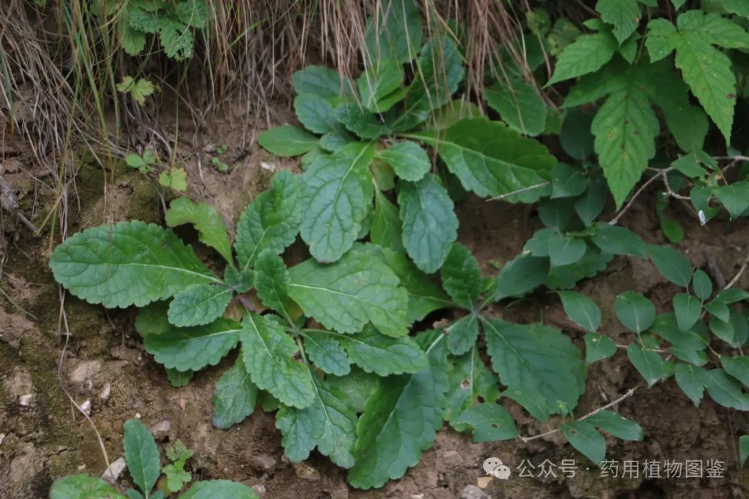 Shudihuang (Rehmanniae Radix Praeparata): Properties, Preparation, and Applications