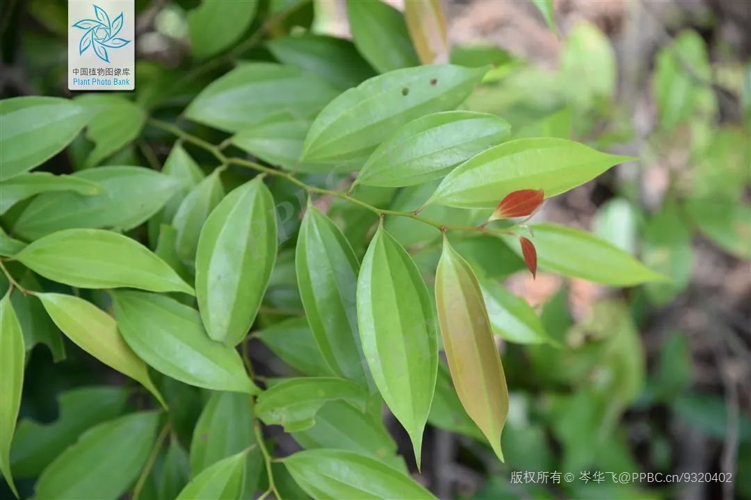 Traditional Chinese Medicine Herb: Cinnamon