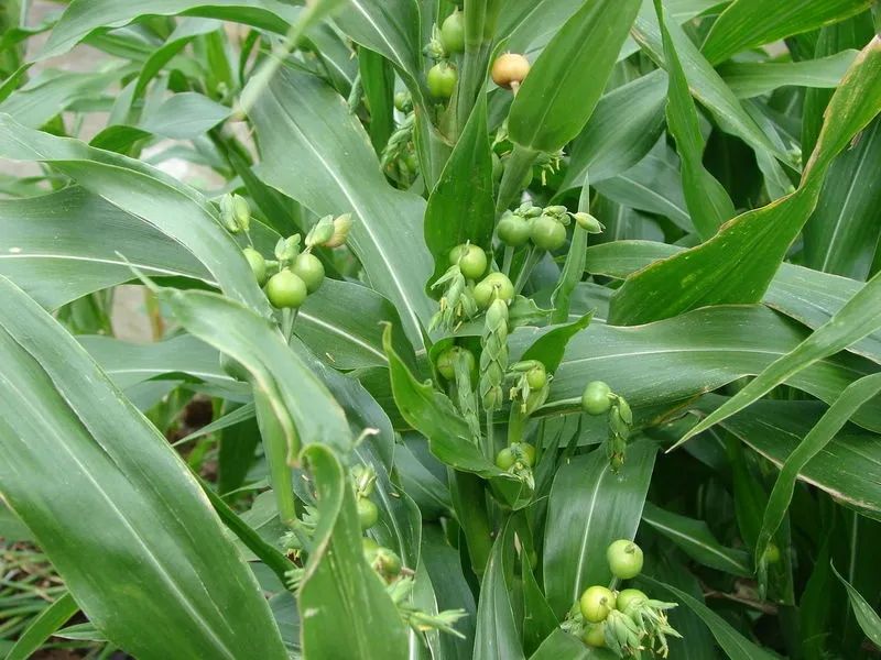 Diuretic and Edema-Reducing Herbs