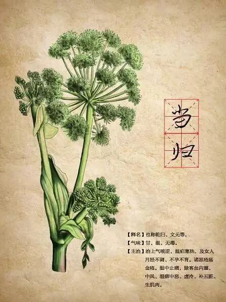 Angelica Sinensis: The 'King of Herbs' and the 'Top Blood Nourishing Herb'!