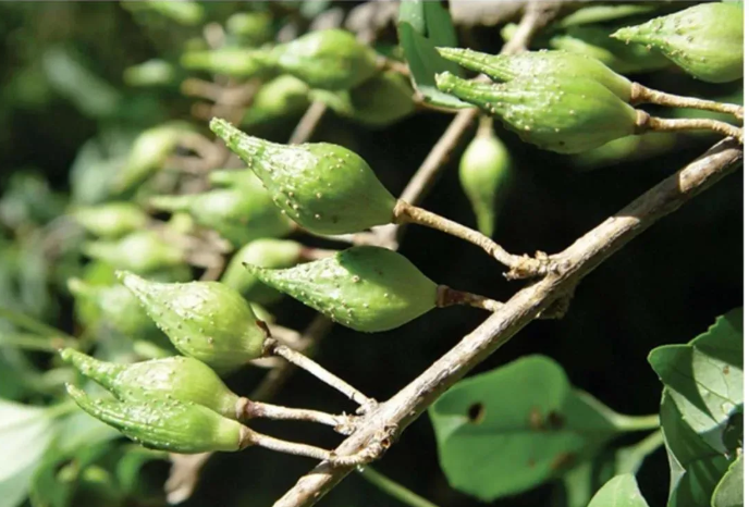 Weekly Learning of a Chinese Herbal Medicine: Lian Qiao (Forsythia Suspensa)
