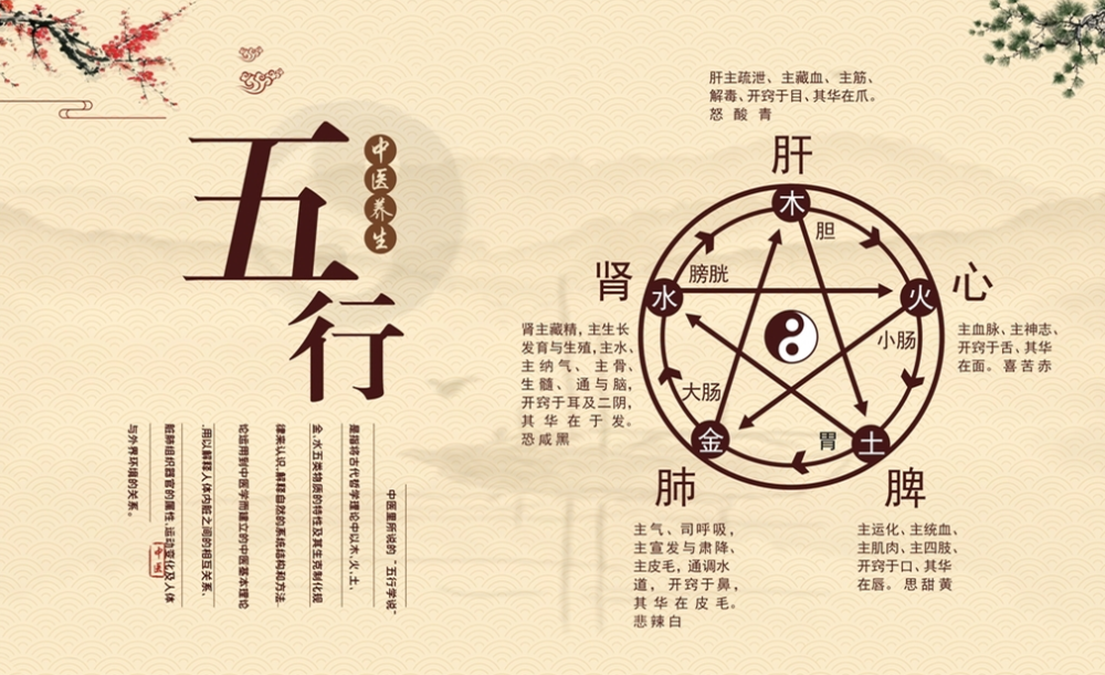 Traditional Chinese Medicine: The Interconnectedness of the Five Organs and Its Health Principles