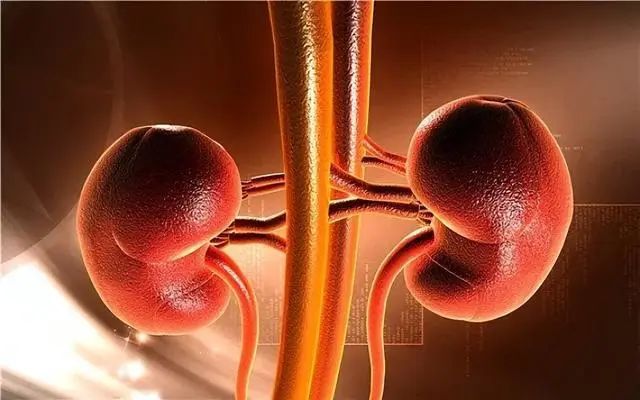 What is Kidney Yang Deficiency? Why Does It Occur? What Are the Improvement Methods?