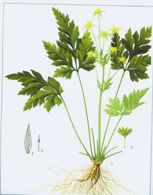 Weekly Study of Traditional Chinese Medicine: Huang Lian (Coptis)