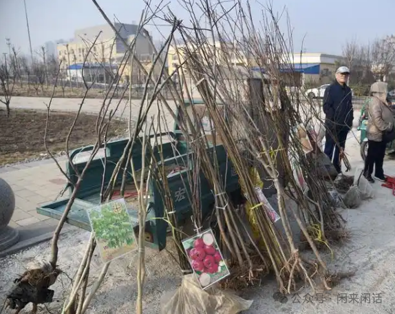 The Resilience of the Ginseng Fruit Tree