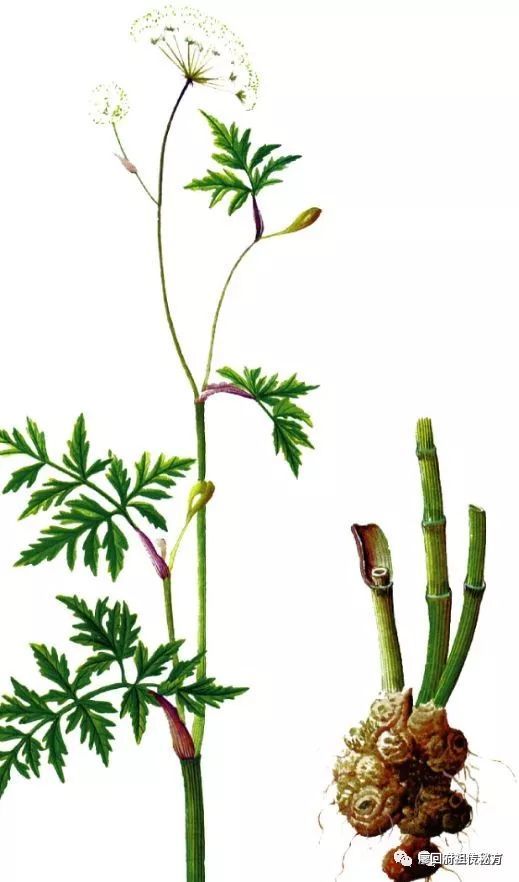 The Efficacy and Functions of Chuanxiong (Rhizoma Chuanxiong)