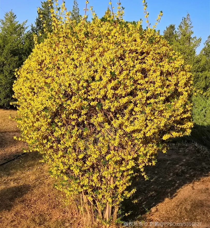 Understanding Forsythia: The Golden Flower of Spring