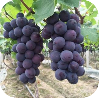Health Preservation Through Diet: The Wonders of Grapes in Traditional Chinese Medicine