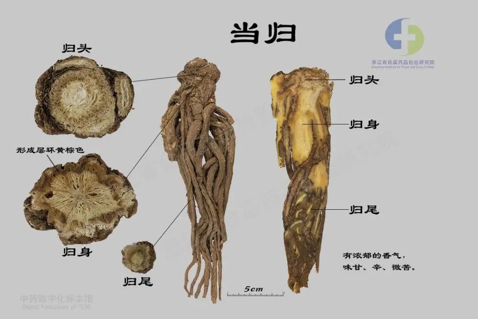 Understanding Chinese Medicine: Angelica Sinensis (Dong Quai)