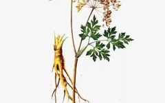 The Efficacy of Angelica Sinensis (Dong Quai)