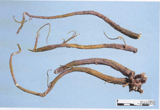 Traditional Chinese Medicine - Huangqi (Astragalus Root)