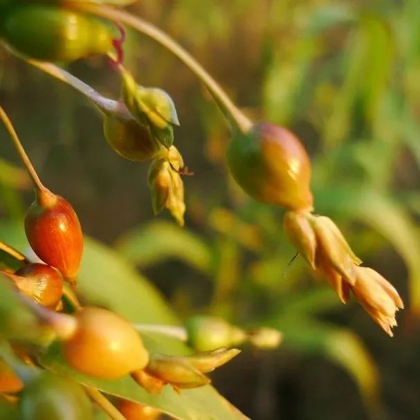 Clinical Applications of Coix Seed (Yi Yi Ren) in Traditional Chinese Medicine