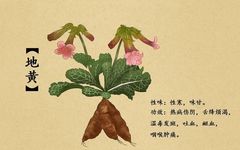 The Distinct Effects of Raw and Cooked Rehmannia