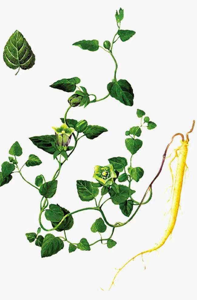 Weekly Chinese Herb: The Source of Medicine and Food
