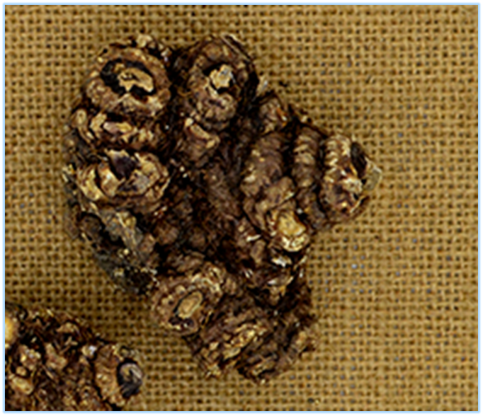 Essential Knowledge of Chinese Medicine: Chuanxiong (Ligusticum chuanxiong)