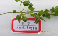 Understanding Codonopsis: The Lesser-Known Ginseng