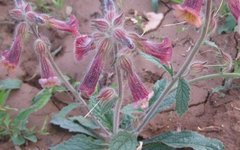 Six Remarkable Uses of Shudi Huang (Rehmannia Glutinosa)