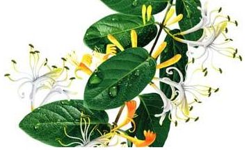 Essential Knowledge of Chinese Medicine: Honeysuckle