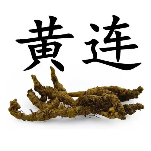 The Efficacy and Dosage of Huang Lian (Coptis)