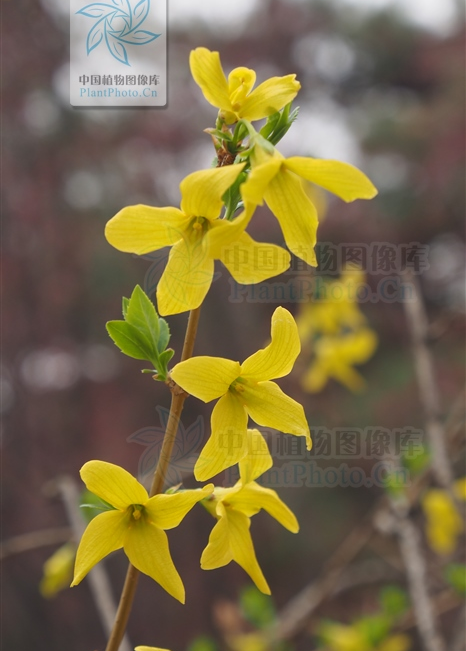 Identifying Medicinal Herbs through Spring Flowers