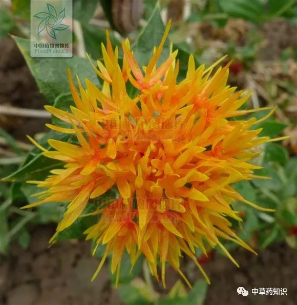 Traditional Chinese Medicine Herb: Safflower (Honghua)