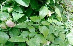 Understanding Codonopsis: A Comprehensive Guide to Dang Shen
