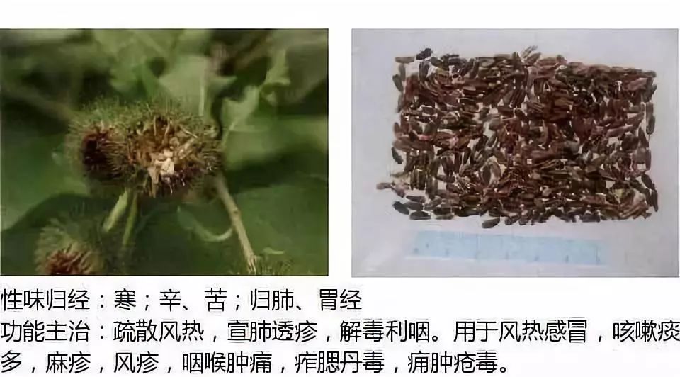 Illustrated Guide to Over 500 Chinese Medicinal Herbs (Including Therapeutic Effects)