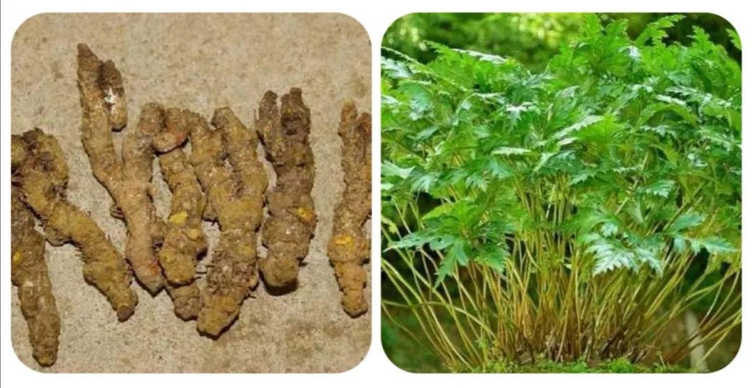 Weekly Study of Traditional Chinese Medicine: Huang Lian (Coptis)