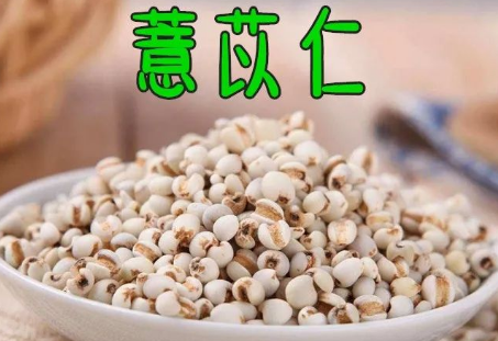 Learn About a Chinese Herb Every Day - Coix Seed (Yì Yǐ Rén)