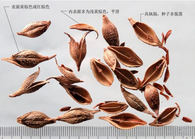 Lian Qiao: I Am Not Forsythia, Spring Comes with Me