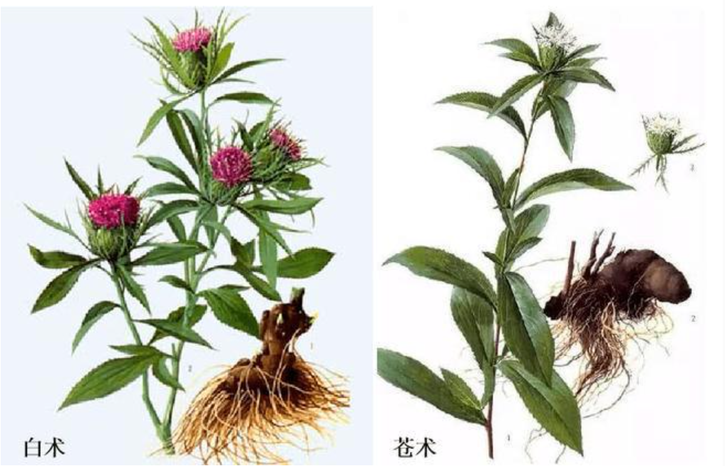 A Comprehensive Overview of Atractylodes (Cang Zhu) and Its Medicinal Value