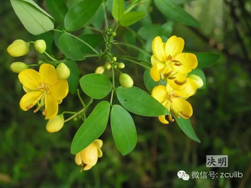 The 16 Medicinal Herbs Mentioned in Jay Chou's "Compendium of Materia Medica"