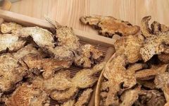 Cang Zhu and Bai Zhu: The Duel of the Twin Herbs in Traditional Chinese Medicine