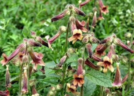 Daily Learning of Chinese Herbs - Shú Dì Huáng (Rehmannia Glutinosa)