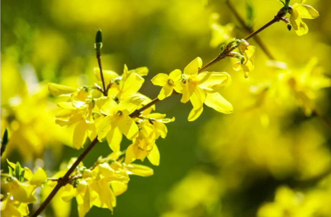 Lian Qiao: I Am Not Forsythia, Spring Comes with Me