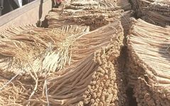 A Detailed Discussion on Codonopsis (Dang Shen)