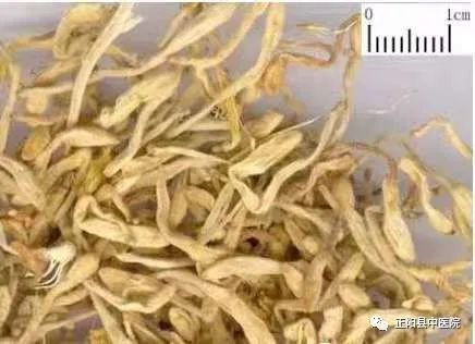 Clearing Heat and Detoxifying: The Benefits of Jin Yin Hua (Honeysuckle)