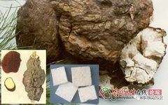 Traditional Chinese Medicine Herb: Fu Ling (Poria)