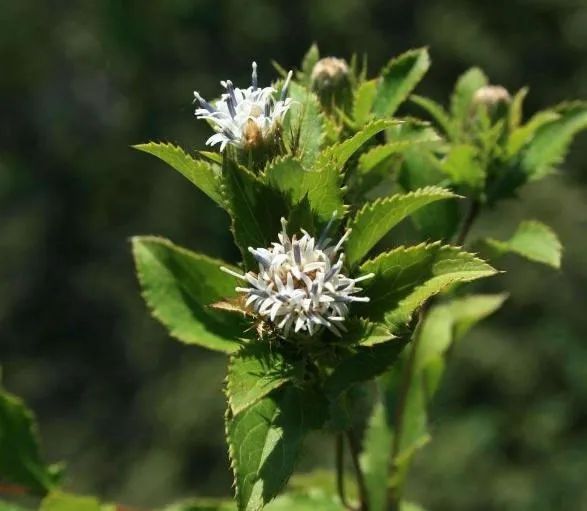 Transforming Dampness: The Role of Cang Zhu (Atractylodes lancea) in Traditional Chinese Medicine