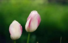 The Eight Principles of Diagnosis in Traditional Chinese Medicine