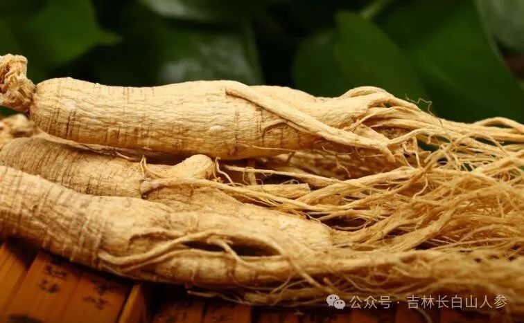 Unveiling Bai Ren Shen: The Mysterious King of Ginseng and Its Comprehensive Benefits