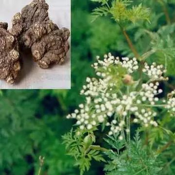 Understanding Chuanxiong (Ligusticum chuanxiong)