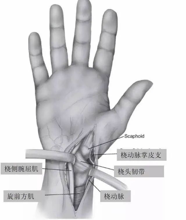 Methods of Pulse Diagnosis: Lifting, Pressing, and Seeking - What to Diagnose During Pulse Examination?