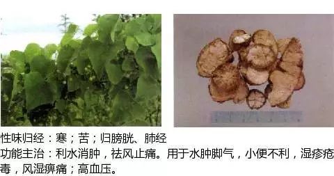 500 Illustrations of Chinese Medicinal Herbs with Efficacy and Indications (Part 1)
