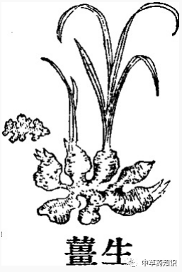 Illustrated Guide to the Shennong Bencao Jing: Dried Ginger
