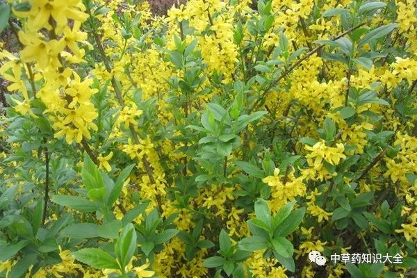 A Single Herb That Dispels Wind-Heat, Clears Heat and Detoxifies, and Stops Vomiting: Treating Wind-Heat Colds, Rashes, and Abscesses!