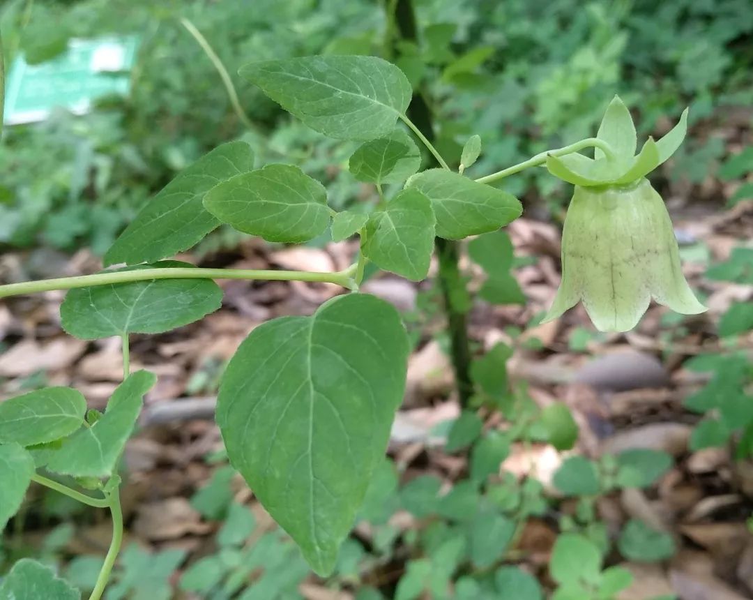 Codonopsis pilosula: A Comprehensive Overview of Its Benefits and Uses